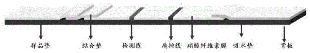 一种食品中鸡源成分快速检测试剂盒及其应用的制作方法