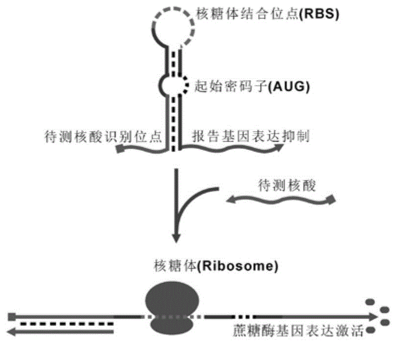 一种基于血糖仪检测的免标记、免分离便携式基因检测方法与流程