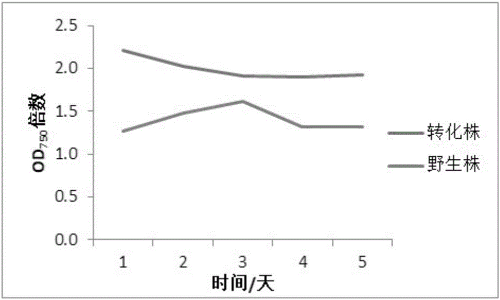 一种用于提高微藻固碳效率的方法及转基因衣藻和应用与流程