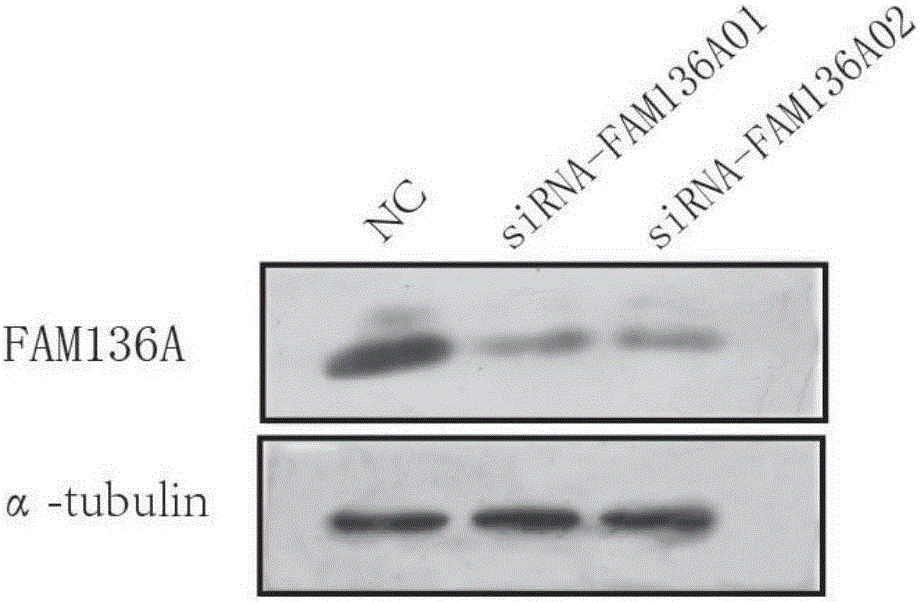 siRNA-FAM136A及其构建方法和应用与流程