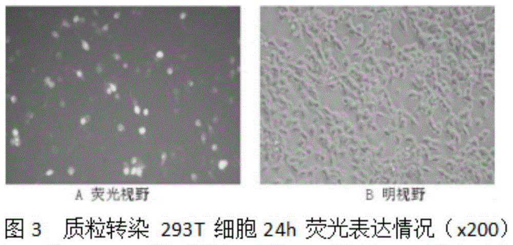 一种MYCT-１基因慢病毒表达载体的构建及鉴定方法与流程