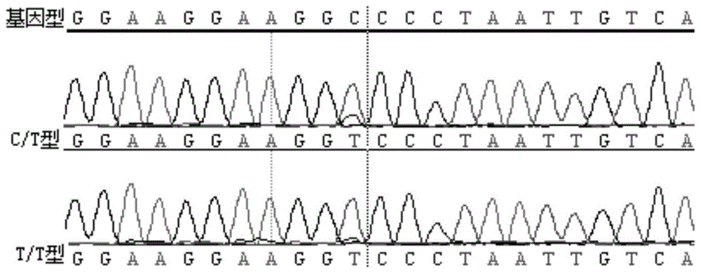 绒山羊繁殖力基因ESR的分子标记、引物及应用的制作方法