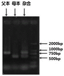 与水稻稻瘟病抗性基因Pigm紧密连锁的分子标记R060939的制作方法