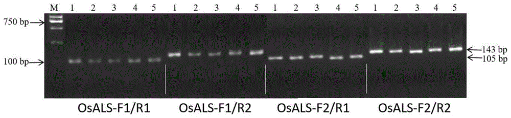 一组检测水稻非转基因抗除草剂基因OsALS的CAPS标记引物组及其应用的制作方法