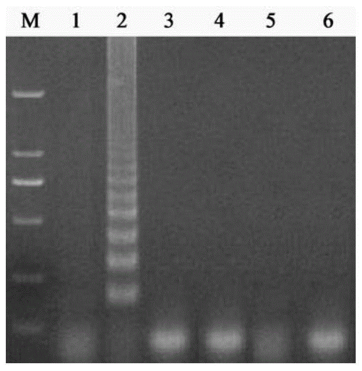一种杨树腐烂病菌环介导等温扩增快速检测方法与流程
