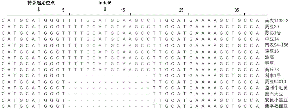 一种油分相关基因分子标记Indel6及其应用的制作方法