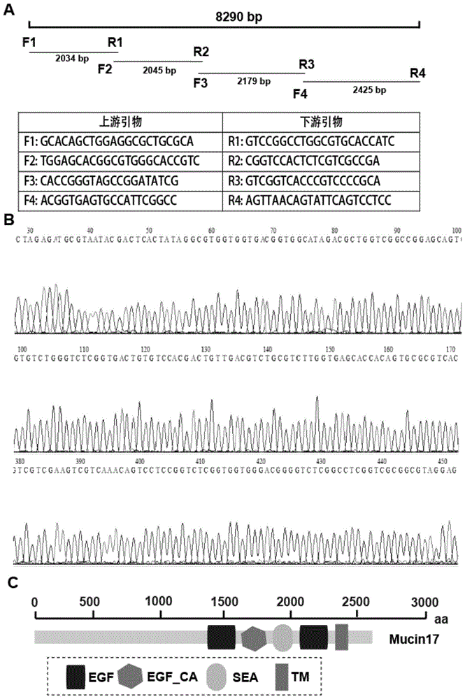 飞蝗粘蛋白Mucin17、其编码基因及其应用的制作方法