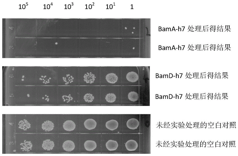 基于破坏革兰氏阴性菌外膜蛋白组装复合物BAM的抗菌多肽的制作方法