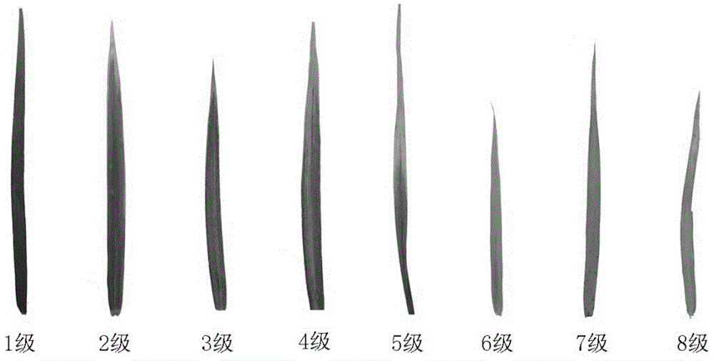 一种小麦叶片衰老程度快速测量方法与流程