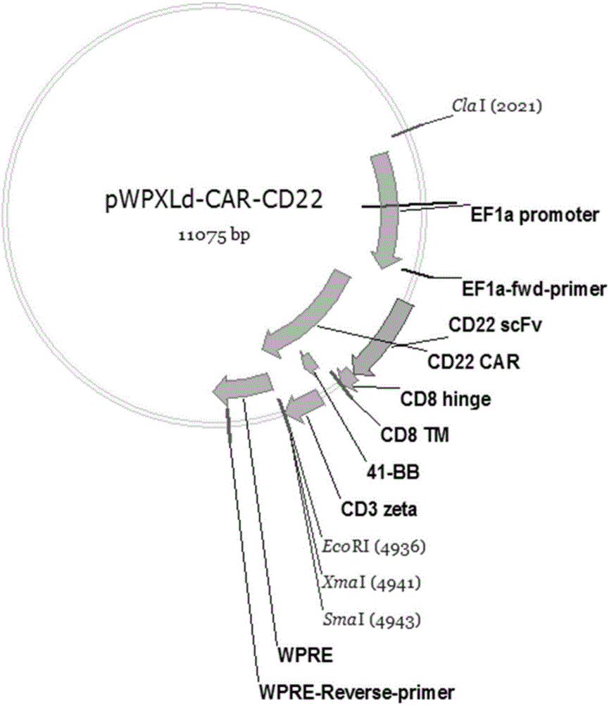 一种靶向CD22的单链抗体、嵌合抗原受体T细胞及其制备方法和应用与流程
