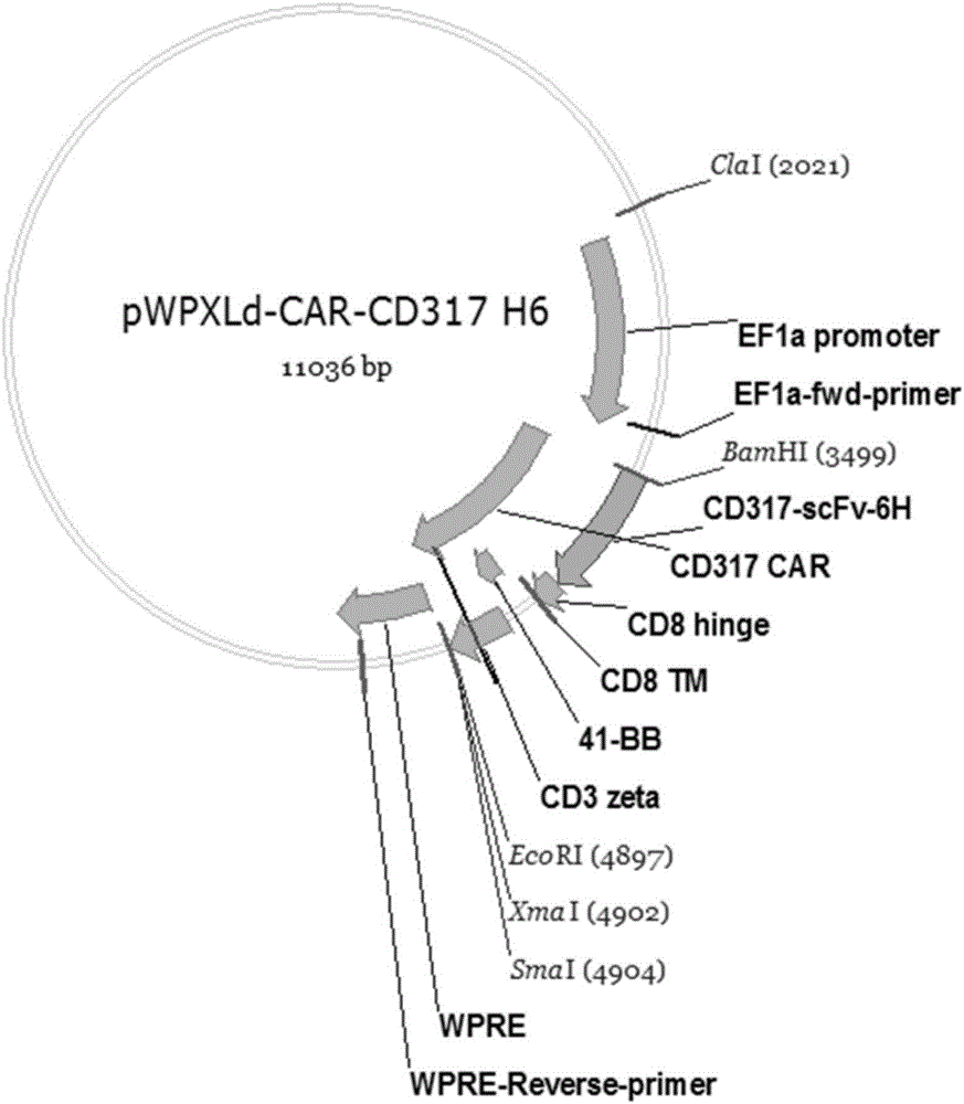 一种靶向CD317的单链抗体、嵌合抗原受体T细胞及其制备方法和应用与流程