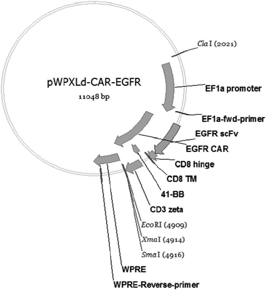 一种靶向EGFR的单链抗体、嵌合抗原受体T细胞及其制备方法和应用与流程