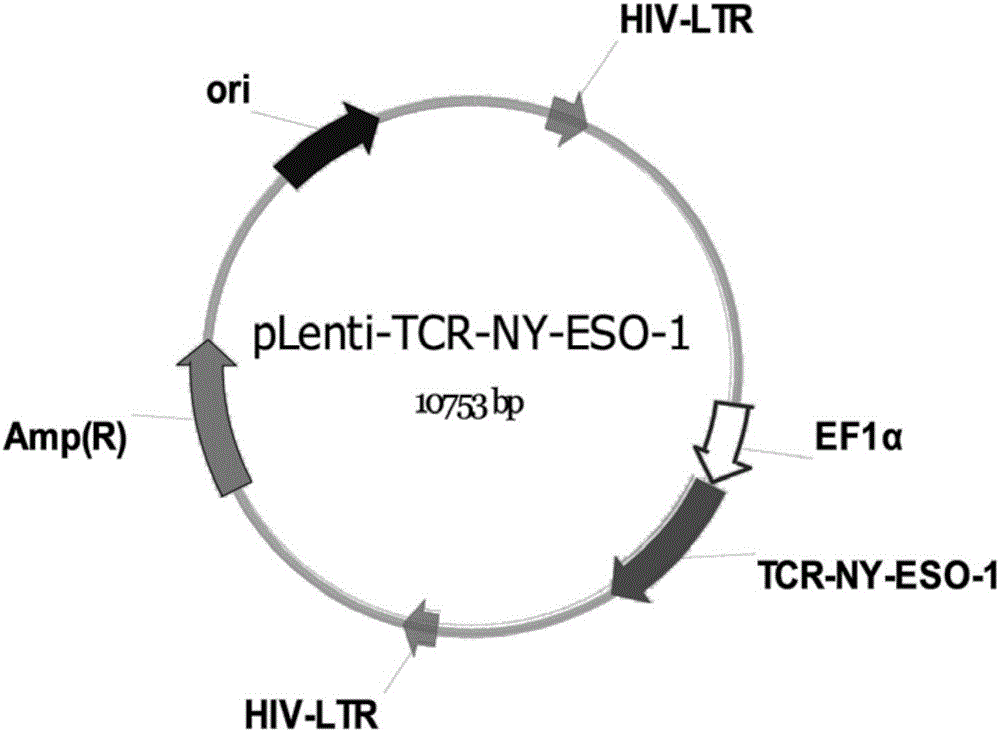 一种TCR敲除的靶向NY-ESO-1的T细胞受体基因修饰T细胞及其制备方法和应用与流程