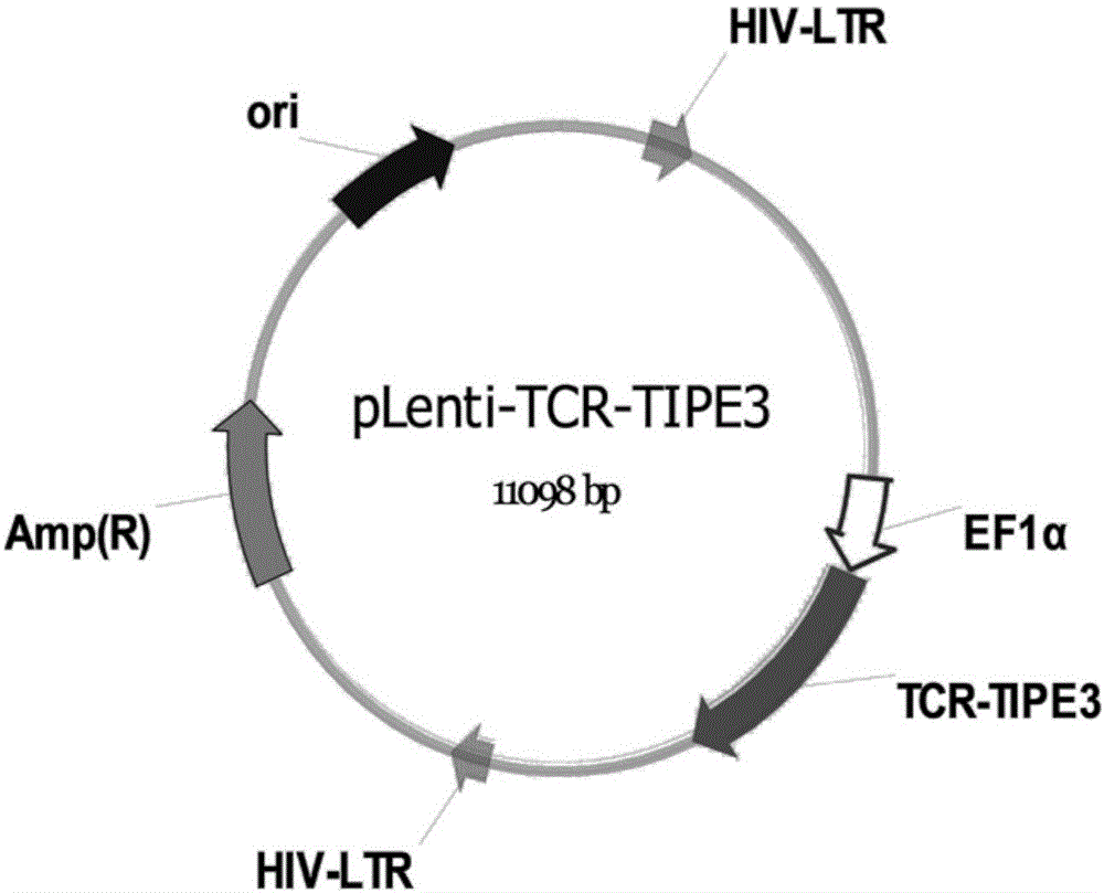 一种TCR敲除的靶向TIPE3的T细胞受体基因修饰T细胞及其制备方法和应用与流程