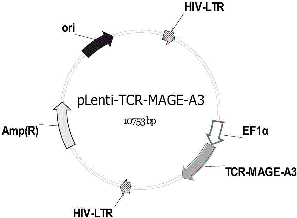 一种TCR敲除的靶向MAGE-A3的T细胞受体基因修饰T细胞及其制备方法和应用与流程