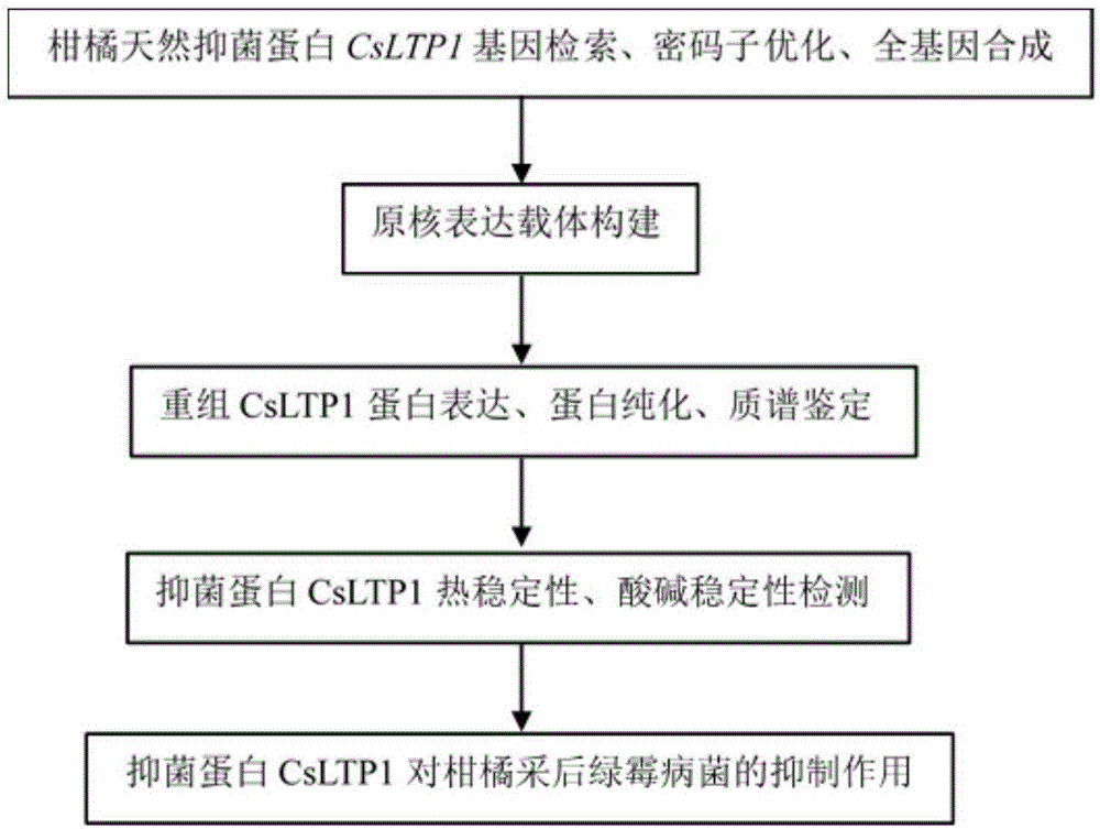 柑橘天然抑菌蛋白CsLTP1制备及其应用的制作方法