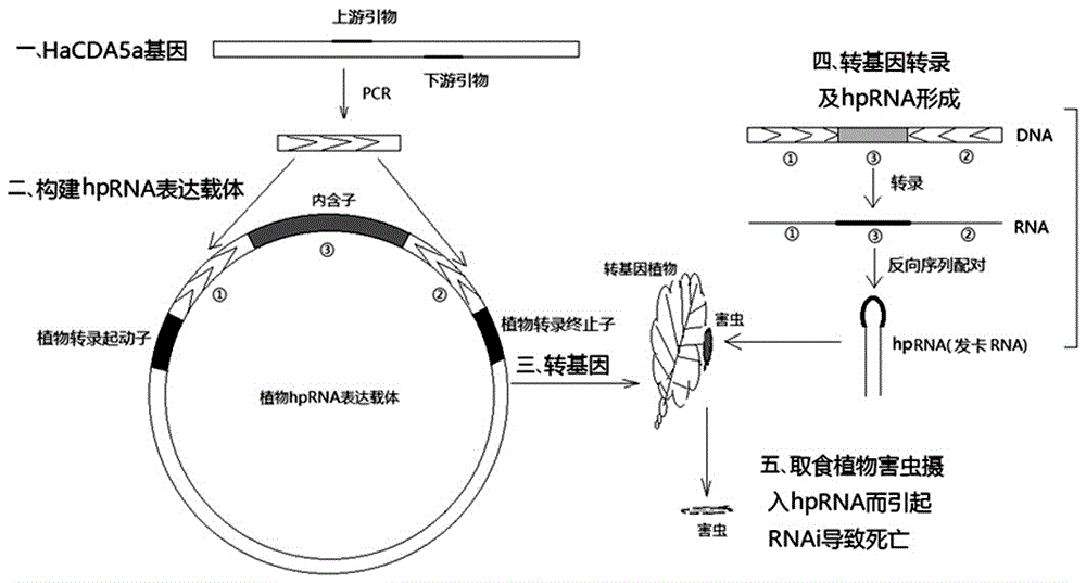 一种利用RNA干扰技术提高植物抗虫性的方法及其专用DNA片段与流程