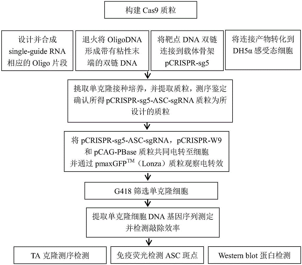 敲除乳腺上皮细胞NLRP3炎性体接头蛋白ASC基因的方法与流程