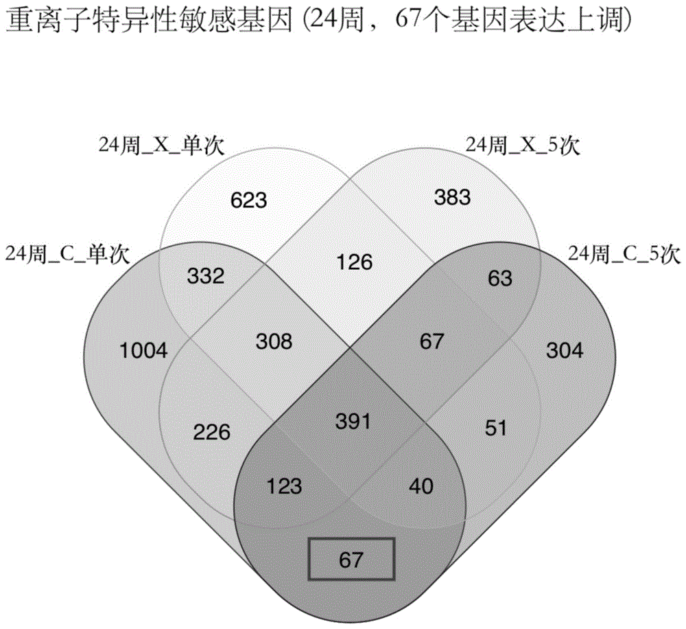 辐射敏感基因标记物及在鉴别高LET射线辐射中的应用的制作方法