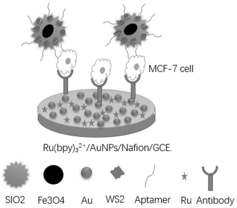 一种测定循环肿瘤细胞的电致化学发光免疫传感器及其制备方法与应用与流程