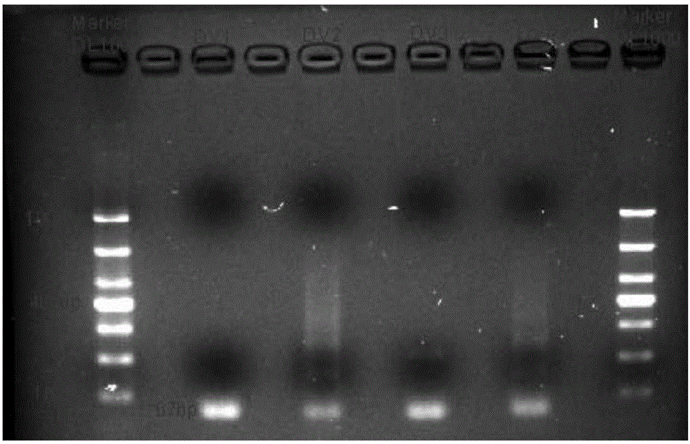 一种快速区分四种血清型登革病毒的RT-PCR-HRM或PCR-HRM引物、试剂及方法与流程