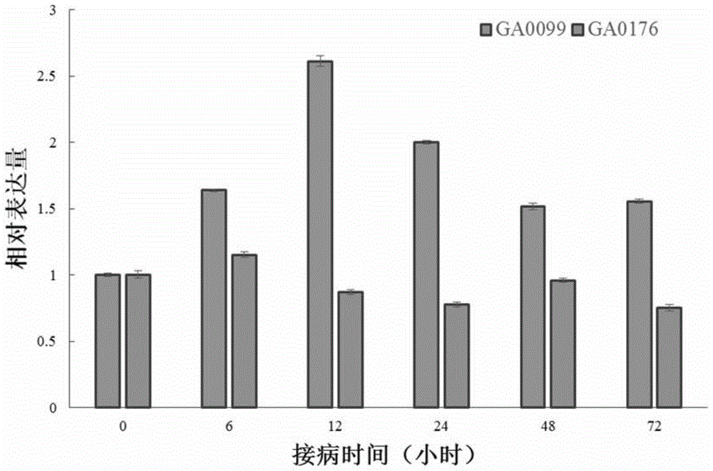 一种棉花抗黄萎病相关蛋白GaRPL18及其编码基因与应用的制作方法