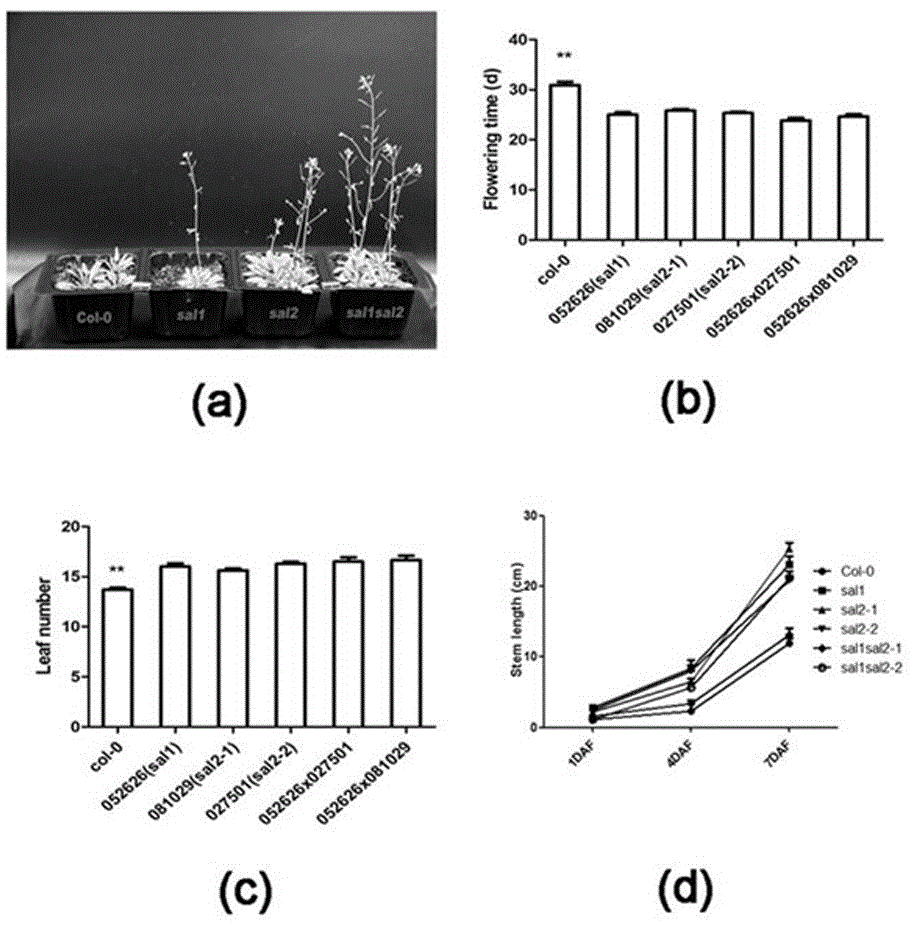 拟南芥SAL基因在调节开花时间和莲座叶数量中的应用的制作方法