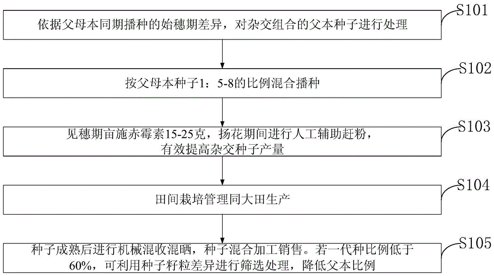 一种杂交水稻融合种及种子生产方法与流程