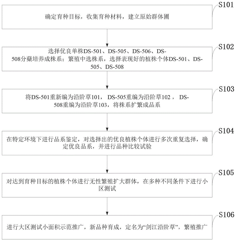 一种剑江沿阶草新品种选育栽培方法与流程