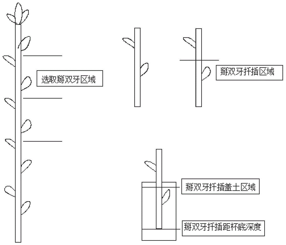 一种洪槐树掰双芽扦插育苗方法与流程