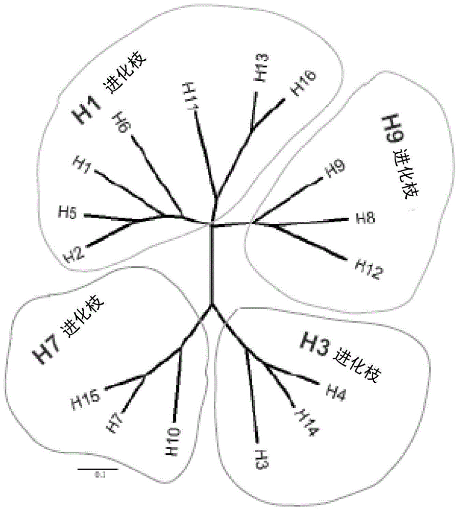 能中和流感病毒H3N2的人结合分子及其应用的制作方法