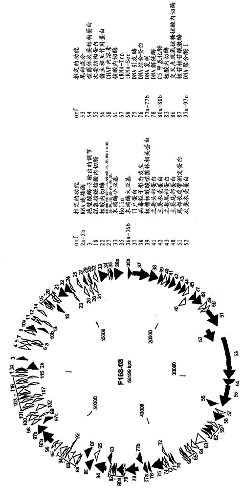 抗菌噬菌体、噬菌体肽及其使用方法与流程