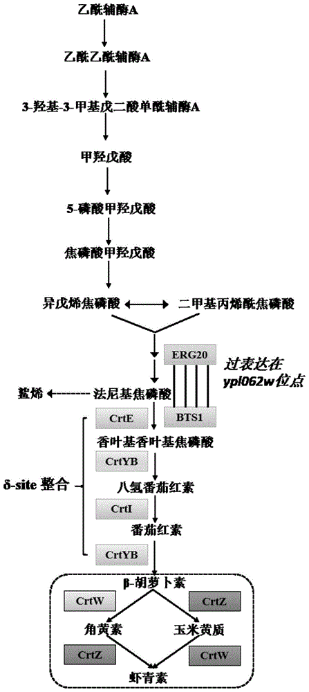 背景技术:虾青素是一种天然的类胡萝卜素,具有抗氧化,抗肿瘤,增强免疫