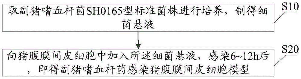 一种副猪嗜血杆菌感染猪腹膜间皮细胞模型的构建方法与流程