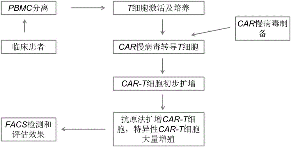 一种扩增特异性CAR-T细胞的培养方法与流程