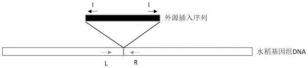 一种鉴定多价转基因抗虫水稻基因型的引物对及方法与流程