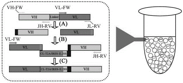 基于乳液PCR的一步法将单链抗体库重排为全长抗体库的方法与流程