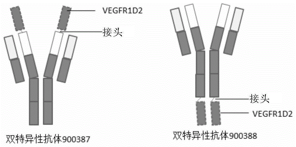 抗PD-L1/VEGF双功能抗体及其用途的制作方法