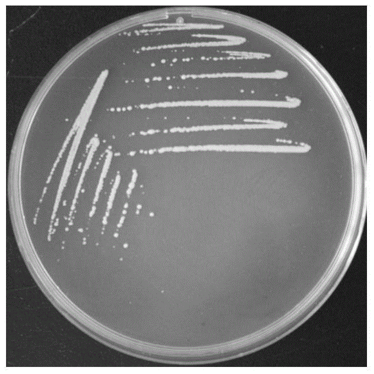 一株巨大芽孢杆菌P5-2及其分离方法和应用与流程