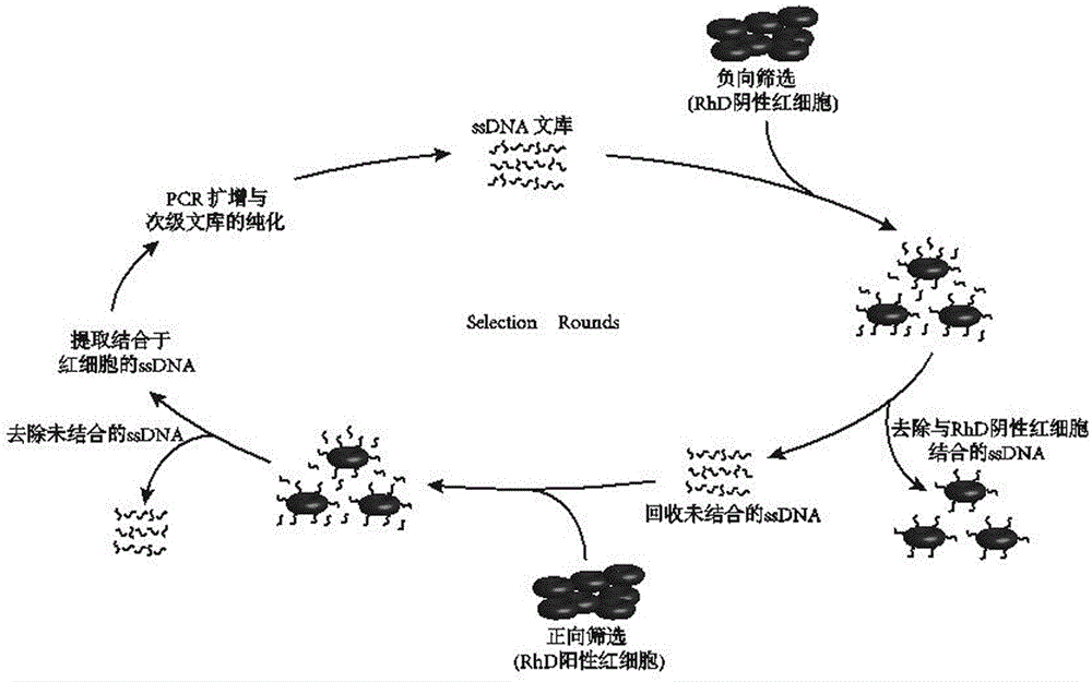 一种单链核酸适配体及其用途的制作方法