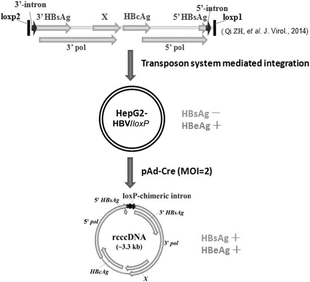 一种简单高效产生乙型肝炎病毒重组cccDNA的细胞系统的制作方法