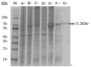 一种三疣梭子蟹几丁质酶基因及其重组表达蛋白和应用的制作方法