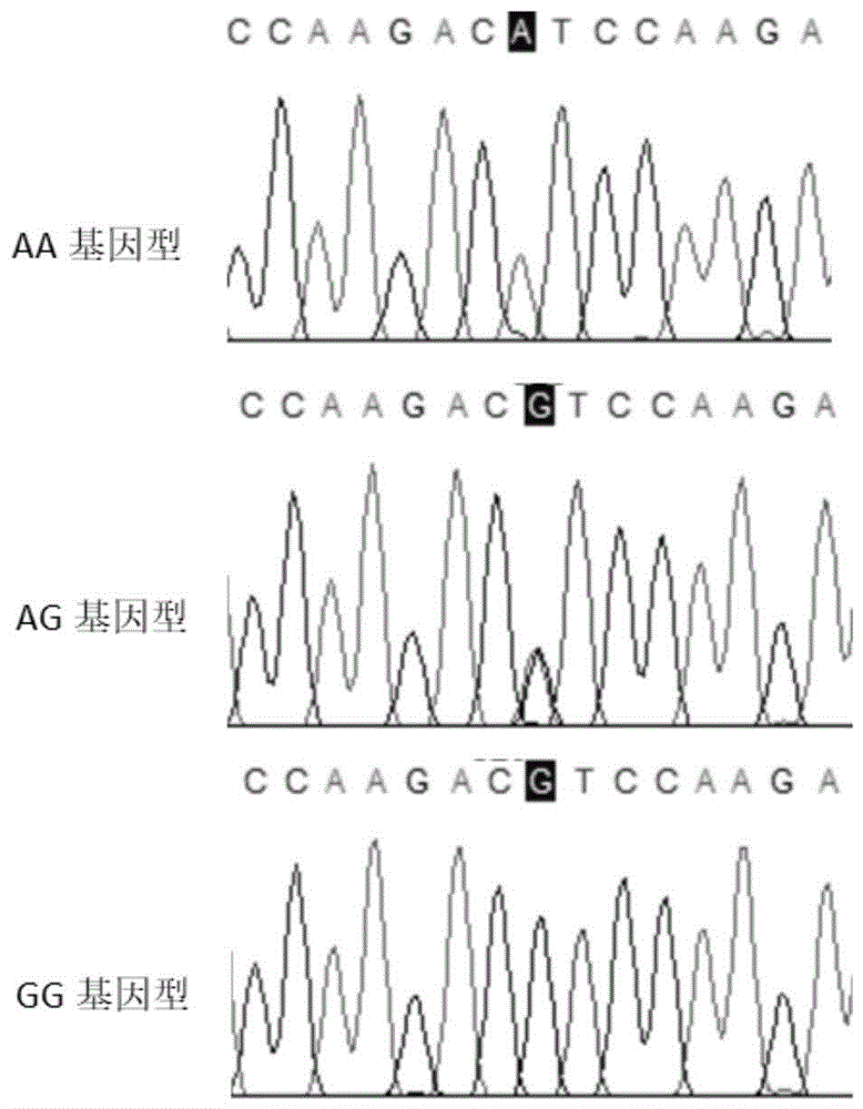 基于FSHβ基因鉴定大白猪繁殖性状的分子标记及应用的制作方法