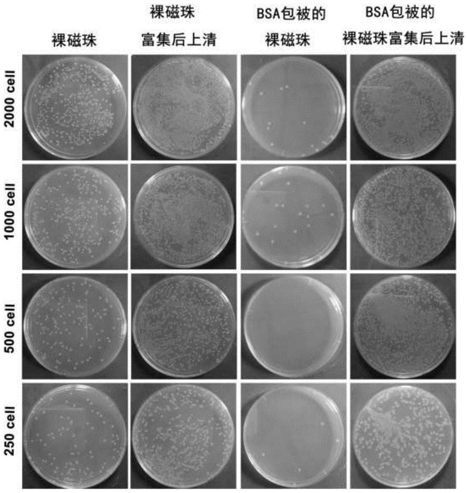 基于非免疫作用磁性材料的微生物捕获方法及分离方法和用途与流程