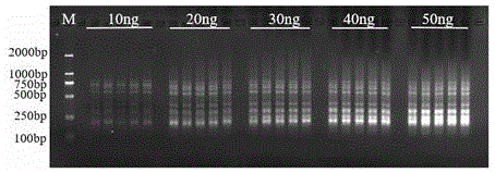 甘草ISSR荧光分子标记引物及其应用的制作方法