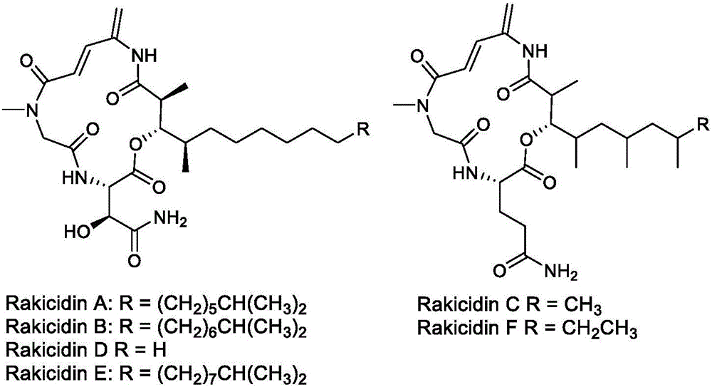 Rakicidin衍生物，制备方法及其在制备抗癌药物中的用途与流程