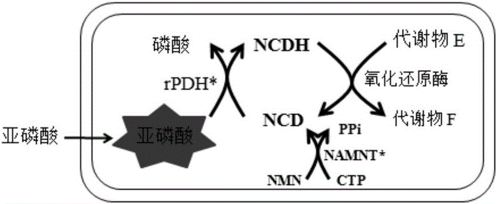 一种NAD类似物偏好型氧化还原酶的筛选方法与流程