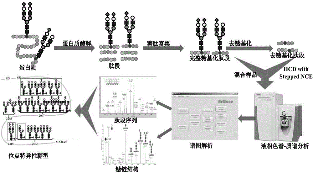 一种基于拟多级谱进行完整糖基化肽段的质谱检测方法与流程