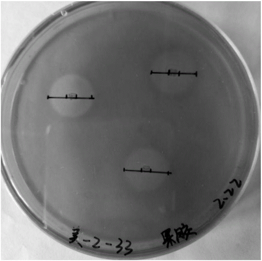 一株特基拉芽孢杆菌cas-mei-2-33及其应用的制作方法