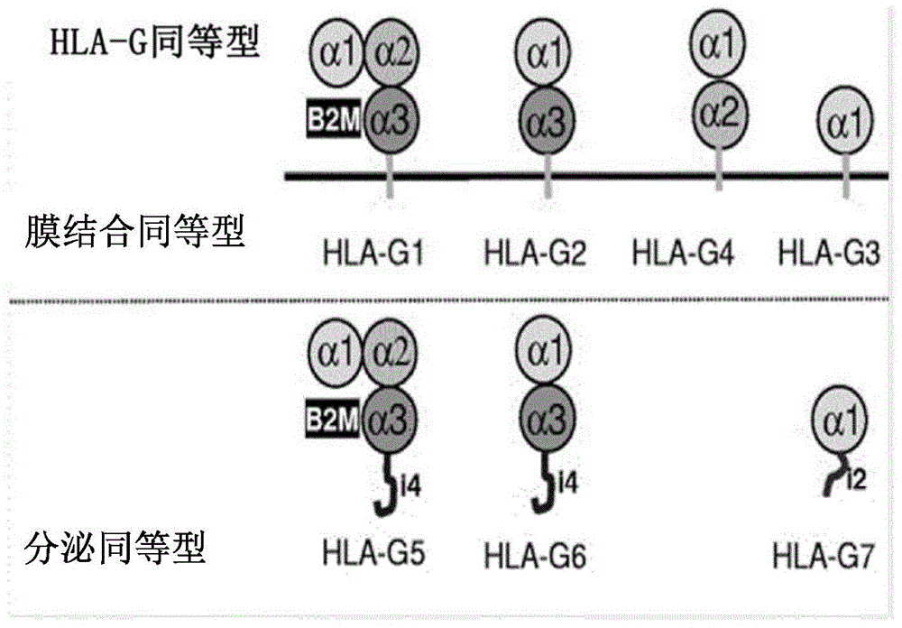 抗HLA-G抗体及其用途的制作方法